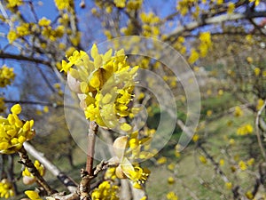 sunny spring day and blooming dogwood tree against the background of blue sky and green grass.  macro photography