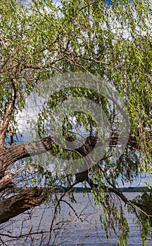 Sunny spring day. Branches of an old willow tree against a blue sky with white clouds.