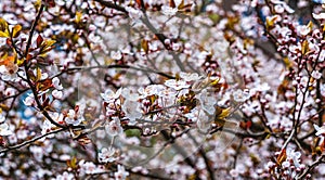 Sunny spring day in the garden.Blooming Iranian plum branch.The background is blurred.