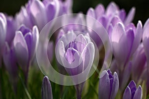 Tones lilac in crocuses.
