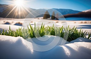 the onset of spring, the first spring grass, Beautiful delicate plants, green grass grows from under the snow,