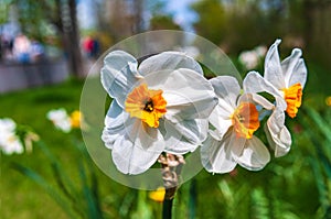 Sunny spring day in the park.Blooming white daffodils with an orange center.