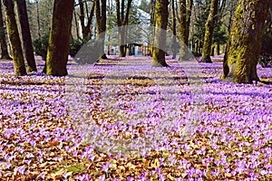 Sunny spring day in town park. Flowering of crocus.  Montenegro, Cetinje