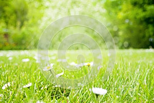 Sunny Spring Grass Meadow With Daisy Flowers