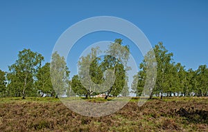 Sunny heath landscape in Eifel, Germany.