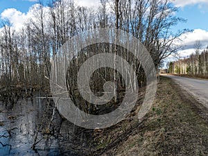 Sunny spring landscape with a flooded river, rotten old trees and fallen ground, thin water