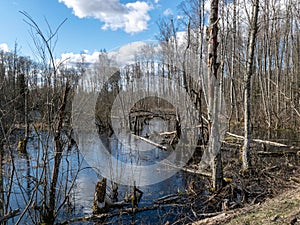 Sunny spring landscape with a flooded river, rotten old trees and fallen ground, thin water