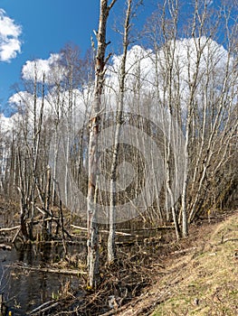 Sunny spring landscape with a flooded river, rotten old trees and fallen ground, thin water
