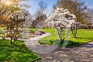 Soleado primavera manana en botánico jardín de 