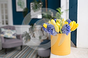 Sunny spring morning. Flowers bouquet in box. Bunch of blue hyacinths and yellow tulips on white windowsill. Present for