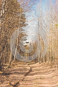 Sunny spring road in yellow colors in a birch pine needle park forest. Hipster retro style photo processing