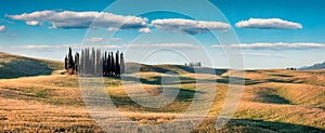 Sunny spring view of small cypress forest among the field of wheat. Berautiful morning panorama  in Tuscany, Val d`Orcia valley,