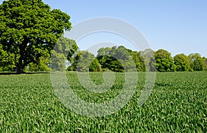 Sunny spring wheat field