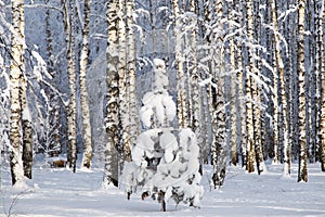 Sunny spruce tree underneath the snow, winter birch forest on background