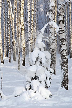 Sunny spruce tree underneath the snow, winter birch forest on background