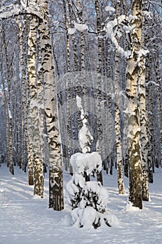 Sunny spruce tree underneath the snow, winter birch forest on background