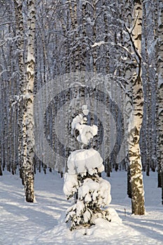 Sunny spruce tree underneath the snow, winter birch forest on background