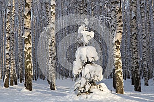 Sunny spruce tree underneath the snow, winter birch forest on background