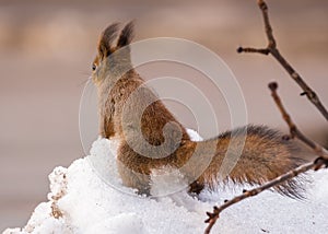 Sunny squirrel on spring snow waiting for nuts