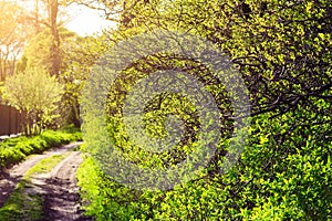 Sunny summer countryside landscape during sunset, forest road.
