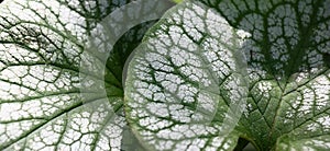 Leaves brunnera. Closeup.Panorama. photo