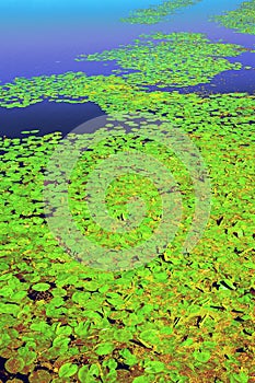 On a sunny summer day, on the dark surface of the reservoir, thickets of yellow water lilies with green leaves