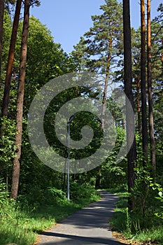 On a sunny summer day, a dirt road descends into a dense green forest. Tall tree trunks covered with moss. Summer forest landscape