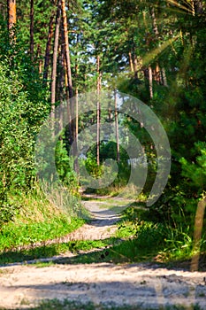 On a sunny summer day, a dirt road descends into a dense green forest. Tall tree trunks covered with moss. Summer forest landscape