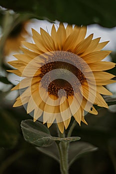 Sunny summer day, field of sunflowers