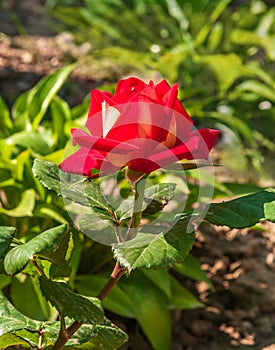 Sunny summer day.Flower of a decorative red-white rose in a flower bed.