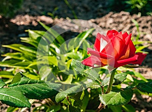 Sunny summer day.Flower of a decorative red-white rose in a flower bed.