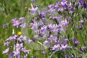 Wild meadow campanula.