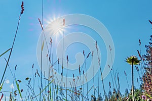 On a Sunny summer day. Green grass against the sun and blue sky