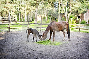 On a sunny summer day  a horse with a foal is in the pen