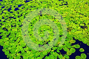 On a sunny summer day, many yellow water lilies with green leaves float on the dark surface of the reservoir