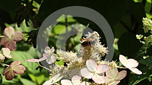 On a sunny summer day a wasp sits on a white flower and collects nectar