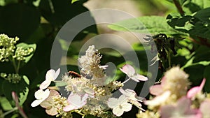 On a sunny summer day a wasp sits on a white flower and collects nectar