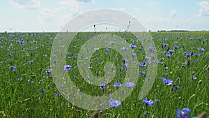 Sunny summer landscape with a blue cornflower field.