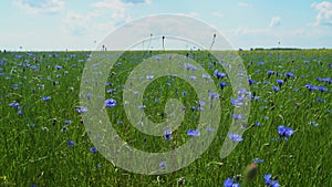 Sunny summer landscape with a blue cornflower field. Cornflower flower background
