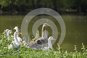 Sunny summer landscape with domestic geese on meadow. Geese graze on green grass