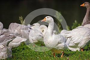 Sunny summer landscape with domestic geese on meadow. Geese graze on green grass