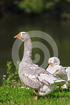 Sunny summer landscape with domestic geese on meadow. Geese graze on green grass