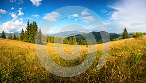 Sunny summer landscape. Summer hills of Carpathians with wildflowers. photo