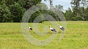 Sunny summer landscape with a meadow and a colony of storks, summer