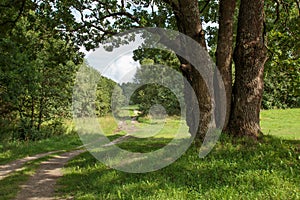 sunny summer landscape with oaks