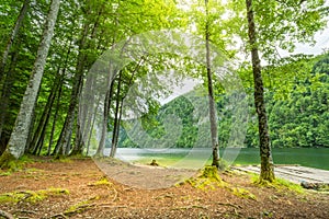 Sunny summer landscape, trees and calm lake water. Peaceful nature view, Alpine forest