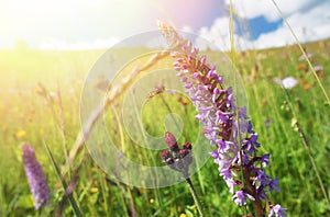 Sunny summer meadow. Blooming windflowers under sunshine