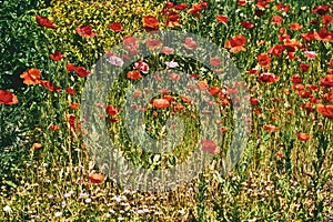 Sunny summer meadow with many red scarlet tender poppies