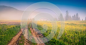 Sunny summer morning in the Carpathians