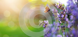 Sunny summer nature background with fly butterfly and lavender flowers with sunlight and bokeh. Outdoor nature banner Copy space